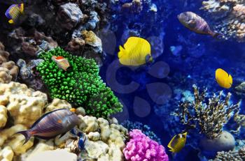 Coral and fish in the Red Sea. Egypt, Africa