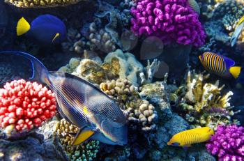 Coral and fish in the Red Sea. Egypt, Africa