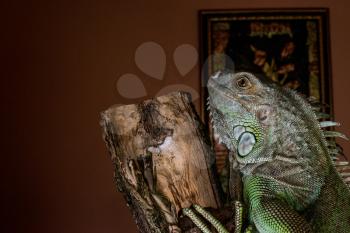 iguana on a tree crawling and posing