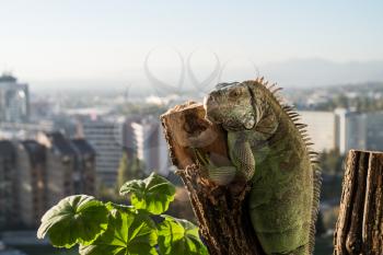 iguana crawling on a piece of wood and posing