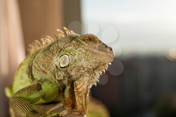 iguana posing at the sun and relaxing