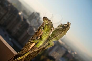 iguana crawling on a piece of wood and posing