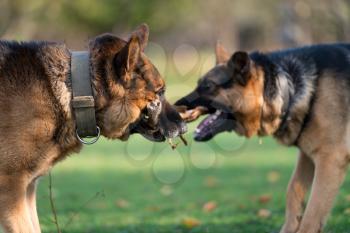Two Dogs Fighting Over Stick