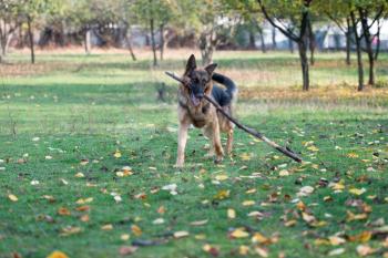 German Shepherd Dog Holding A Stick