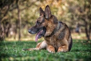 Dog German Shepherd