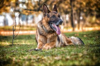 German Shepherd Dog Laying On Grass