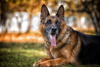 Portrait Of German Shepherd Dog