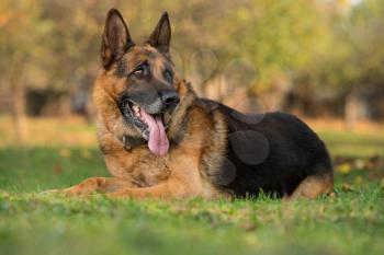 Portrait Of German Shepherd Dog