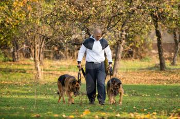 Adult Man Walking Outdoors With His Dogs German Shepherd