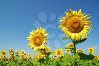Royalty Free Photo of a Field of Sunflowers Against Blue Sky