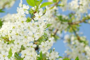 Royalty Free Photo of a Branch With White Flowers