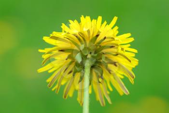Royalty Free Clipart Image of a Dandelion