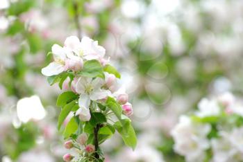 Royalty Free Photo of Apple Blossoms