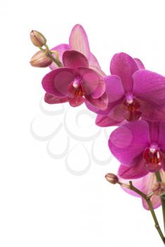 Royalty Free Photo of a Violet Orchid