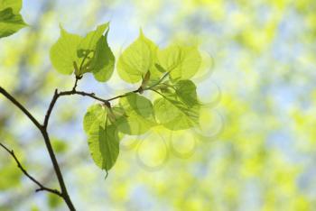 Royalty Free Photo of a Leafy Background