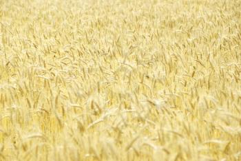 Fields of wheat at the end of summer fully ripe