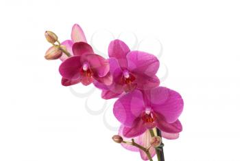 branch of violet orchids isolated on white