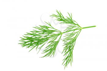 green dill isolated on white background