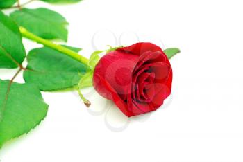 Red rose isolated on white background