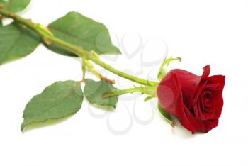 Red rose isolated on white background