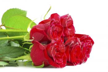 red roses on a white background with space for text