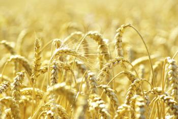 Fields of wheat at the end of summer fully ripe