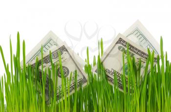 dollar bills growing in the green grass