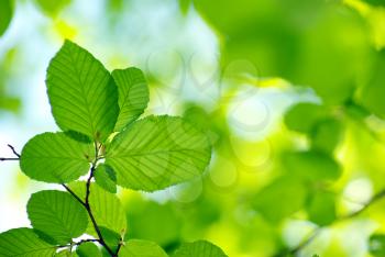 green leaves over abstract background