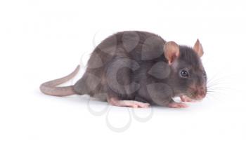  rat close-up isolated on white background