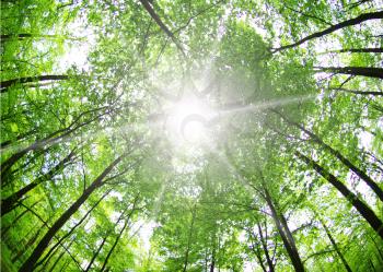 Trees in a green forest in spring 