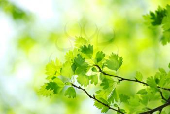 green leaves over abstract background