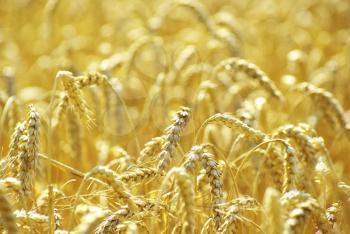 Fields of wheat at the end of summer fully ripe