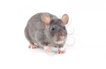 funny rat close-up isolated on white background