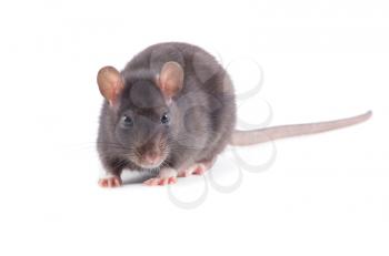  rat close-up isolated on white background