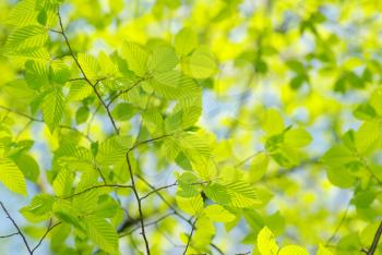 Green leaves over abstract background