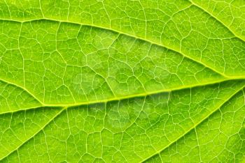 close up of green leaf texture