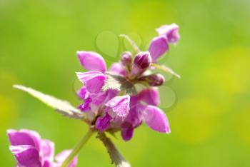  spring violet flowers on field