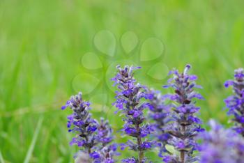 abstract blossom flowers on field