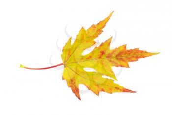 Autumn leaf of maple isolated on white