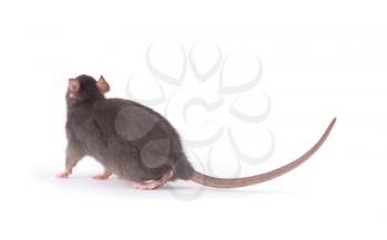  rat close-up isolated on white background