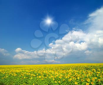 field of sunflowers and blue sun sky

