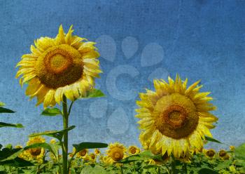 sunflowers in field, image with retro colors