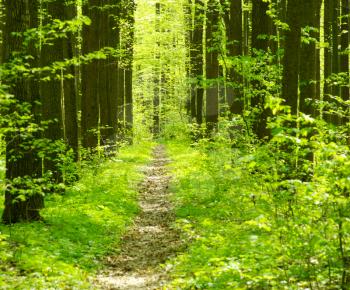 beautiful forest landscape in the morning