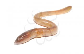 Close-up of worm on white