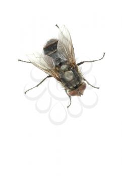 fly isolate on a white