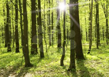 beautiful forest landscape in the morning