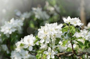 spring blossom of apple tree with white flowers