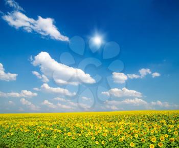 field of sunflowers and blue sun sky

