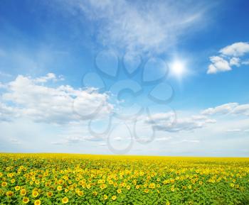 field of sunflowers and blue sun sky

