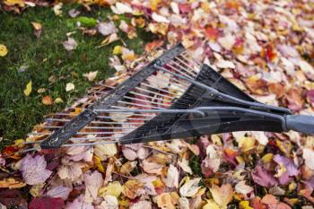 Yard rake with colorful autumn leaves and green grass in background